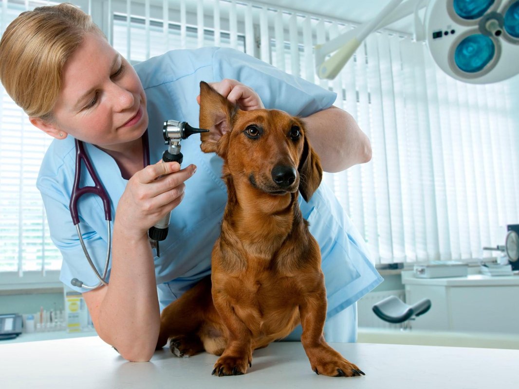 Tierklinik am Nordring