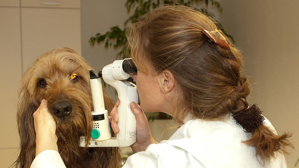 VET-Center Gräfenthal