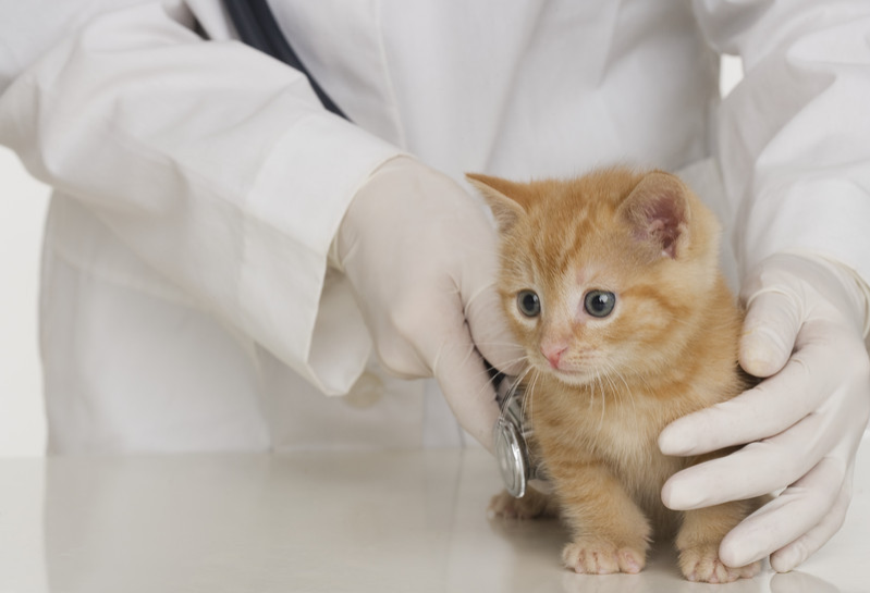 Tierarztpraxis Dr. med. vet. Martina Heilmann-Schwarz