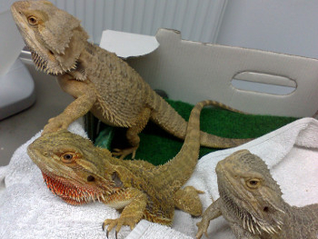 Tierarztpraxis für Kleintiere und Reptilien