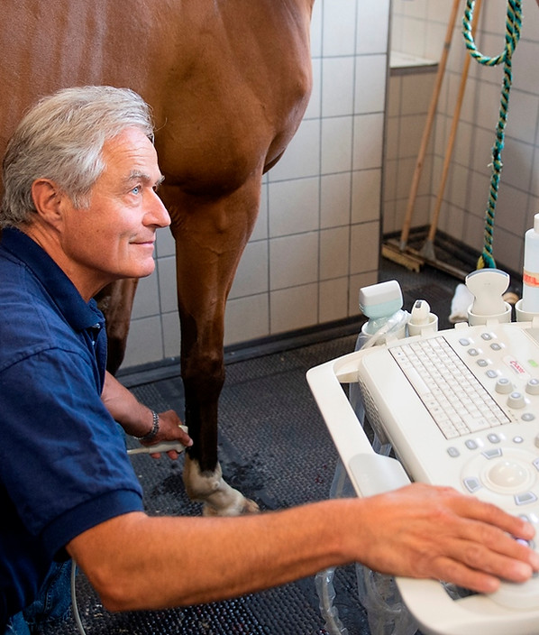 Tierärztliche Klinik für Pferde Wolfesing