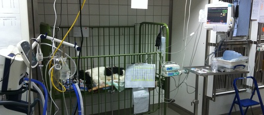 Medizinische Kleintierklinik der LMU München