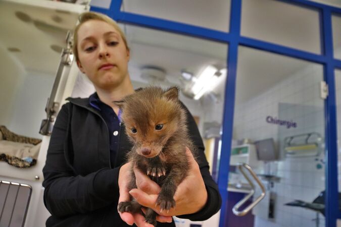 Tierklinik Blaichach