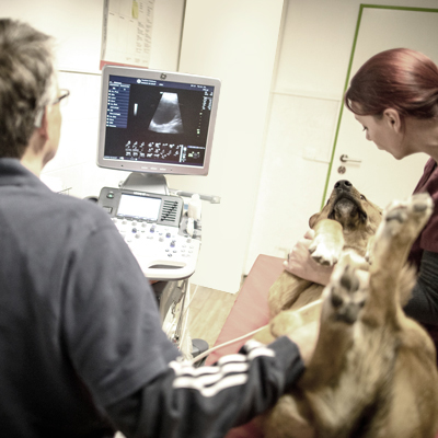 Tierklinik Weilheim