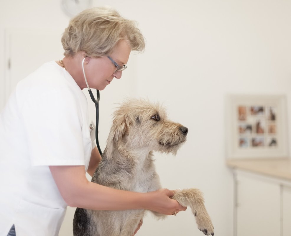 Kleintierklinik Dr. Lutz