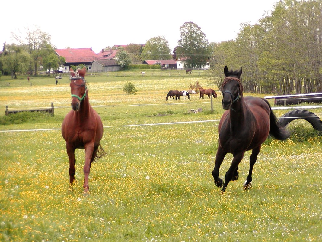 Tiermedizinisches Behandlungszentrum (TMBZ)