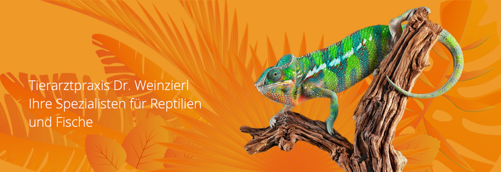 Tierarzt für Reptilien und Fische Dr. Friederike Weinzierl