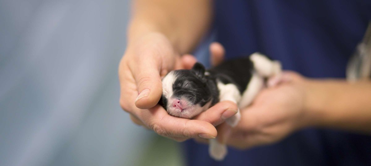 AniCura Tierklinik Haar