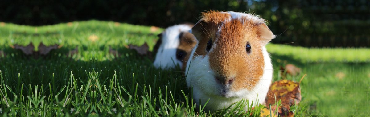 Ilztal Vet Tierärztliche Praxis für Groß und Kleintiere