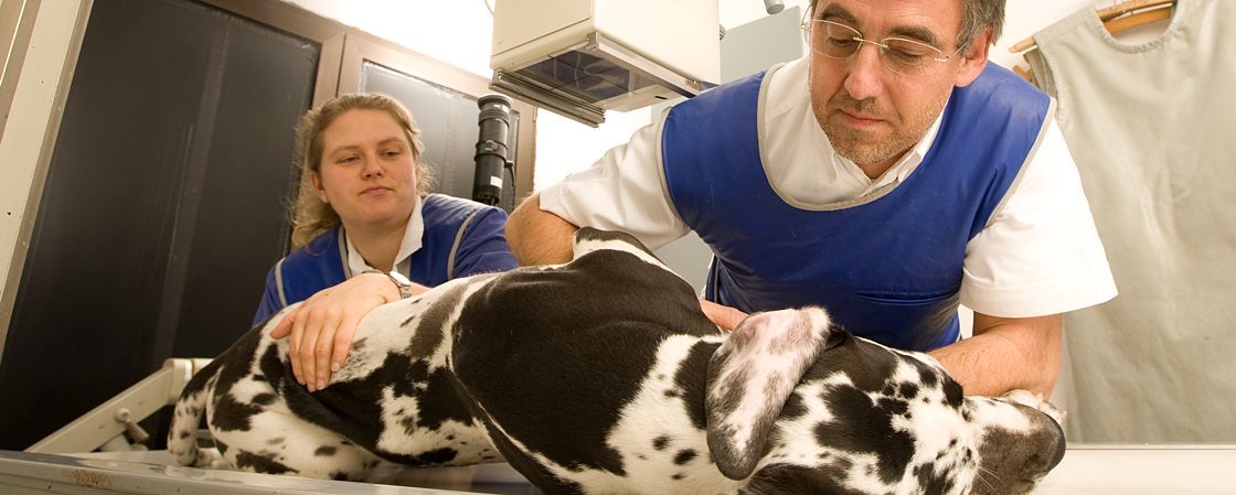 Dr.med.vet. Walter Hackner Tierärztliche Klinik