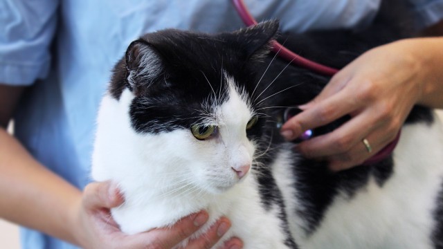 Tierklinik Ismaning