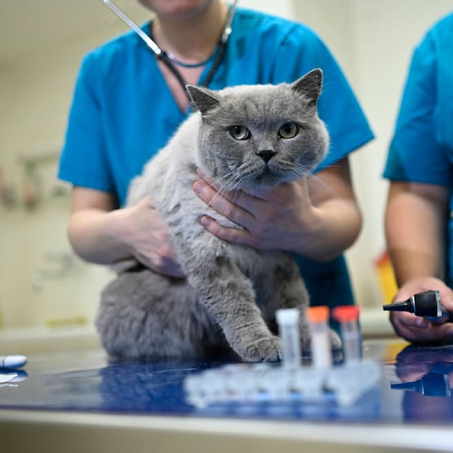 Tierärztliche Praxis für Katzen