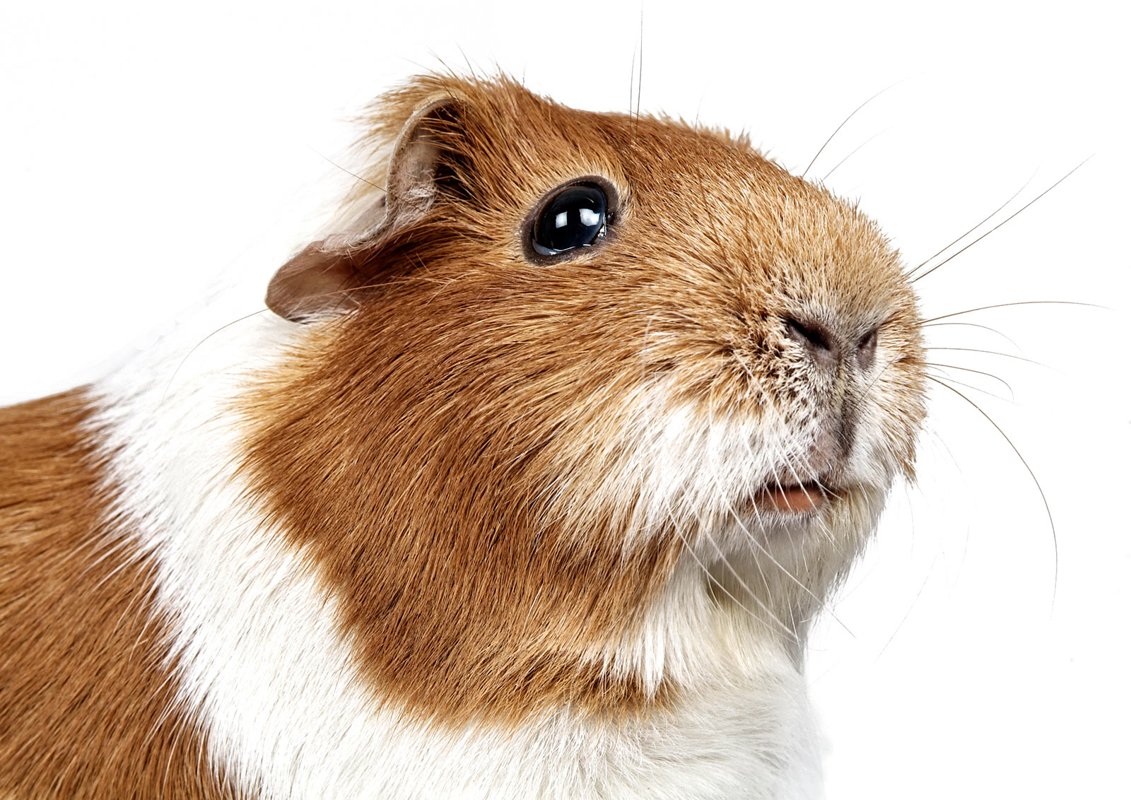 Tierarzt Bräuningshof, Die Tierischen - Zentrum für Tiergesundheit
