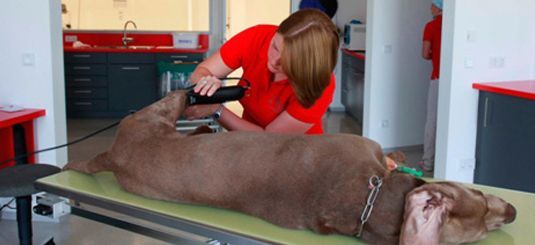 Tierklinik Lautertal