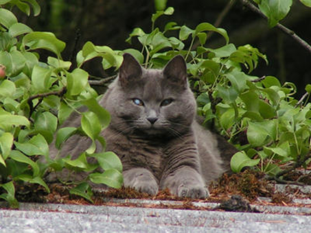 Dr. med. vet. Ursula Heim, Tierärztin