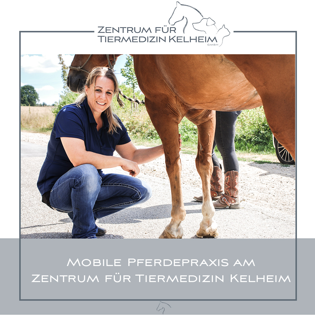 Zentrum für Tiermedizin Kelheim