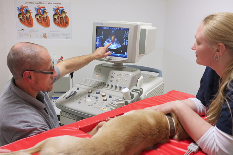 Tierärztliche Praxis für Kleintiere Dr. med. vet. Uwe Dlouhy