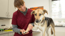 Tierklinik Am Stadtpark GmbH