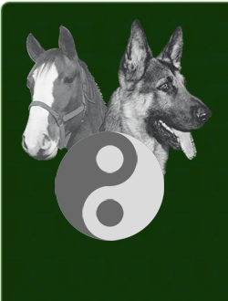 Tierarztpraxis für Physiotherapie und Akupunktur