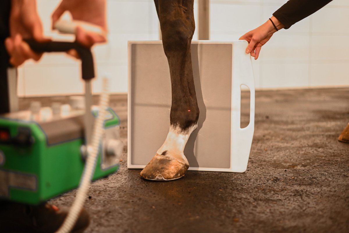 Tierklinik Dr. Stechele GbR Equopark