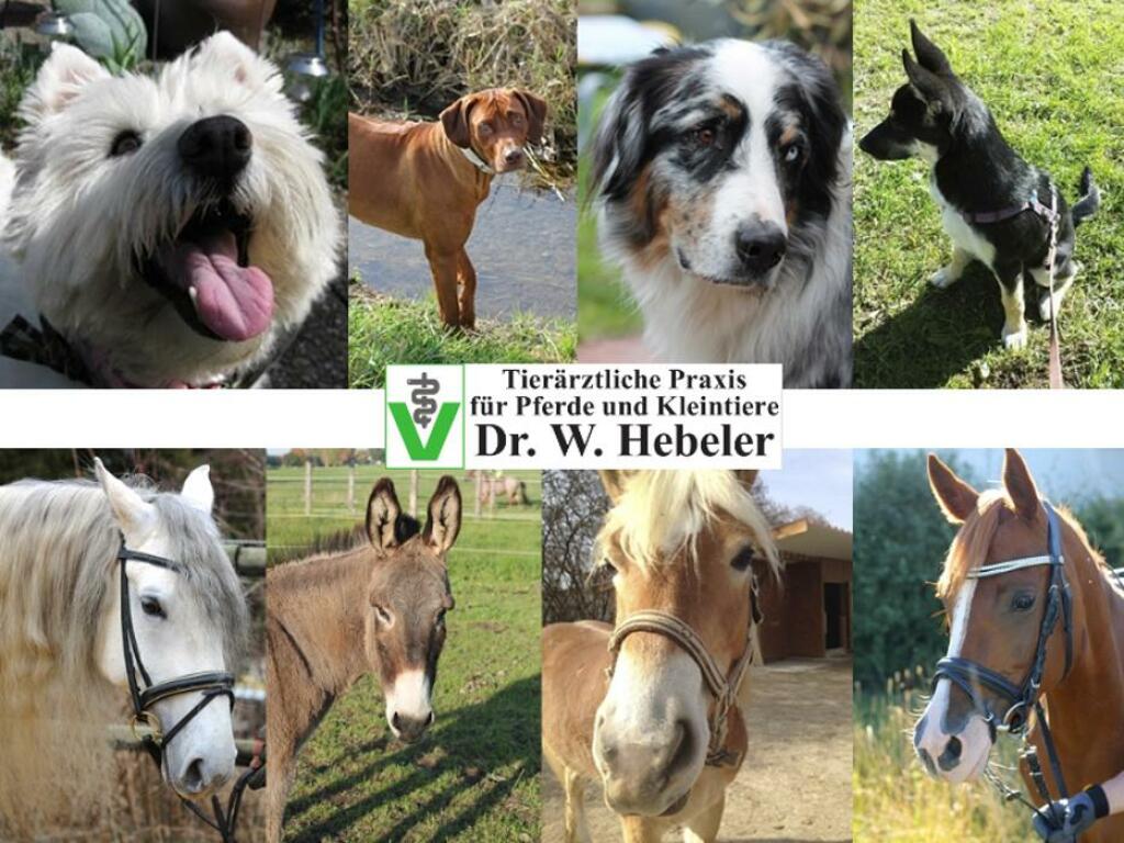 Wolf Günther Hebeler Tierarzt für Pferde und Kleintiere