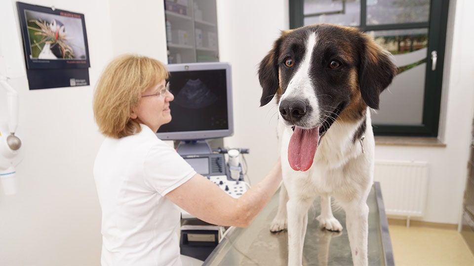 Dr.med.vet. Helga Sieslack Tierärztin