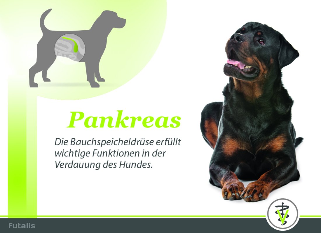 Dr.med.vet. Susanne Deininger Tierärztliche Praxis für Kleintiere