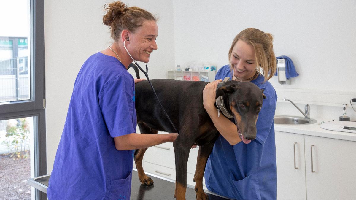 Zentrum für Tiermedizin Pürgen