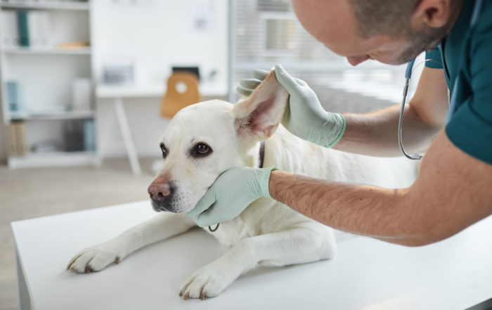 TGZ Tiergesundheitszentrum Dorfen