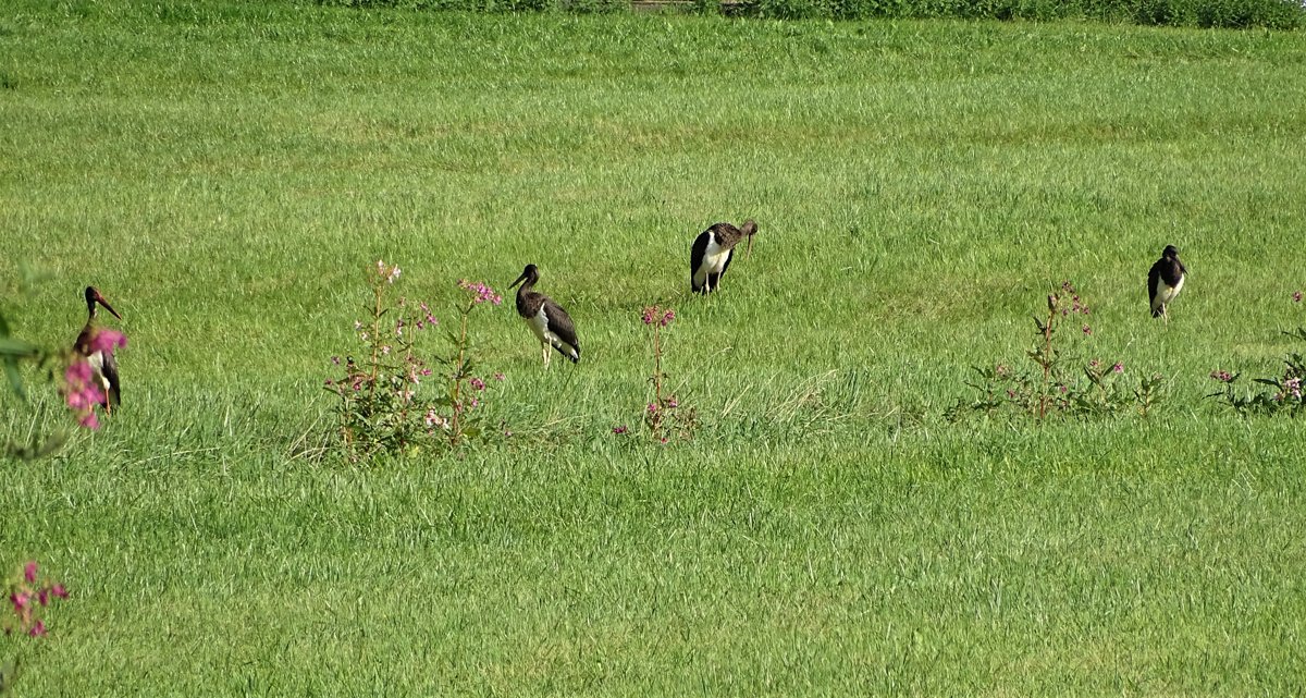 Mobiler Tierarzt Rottal-Inn