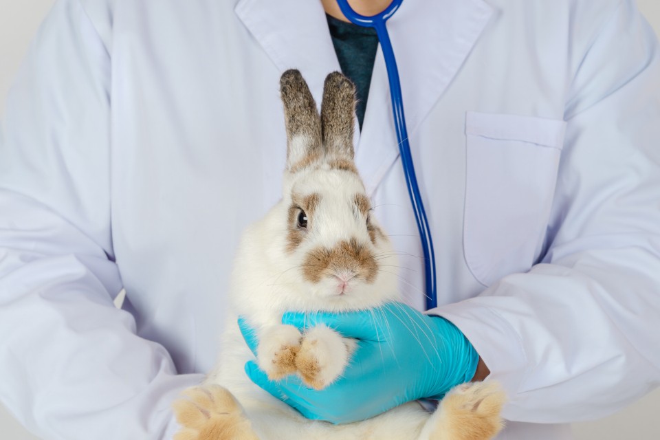 Dr.med.vet. Erich Thomann Tierarzt