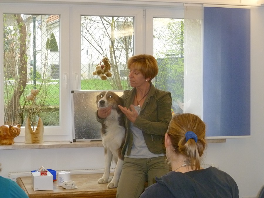 Tierarzt Kammerer Mainleus, Tierarztpraxis Dr. Christine Kammerer