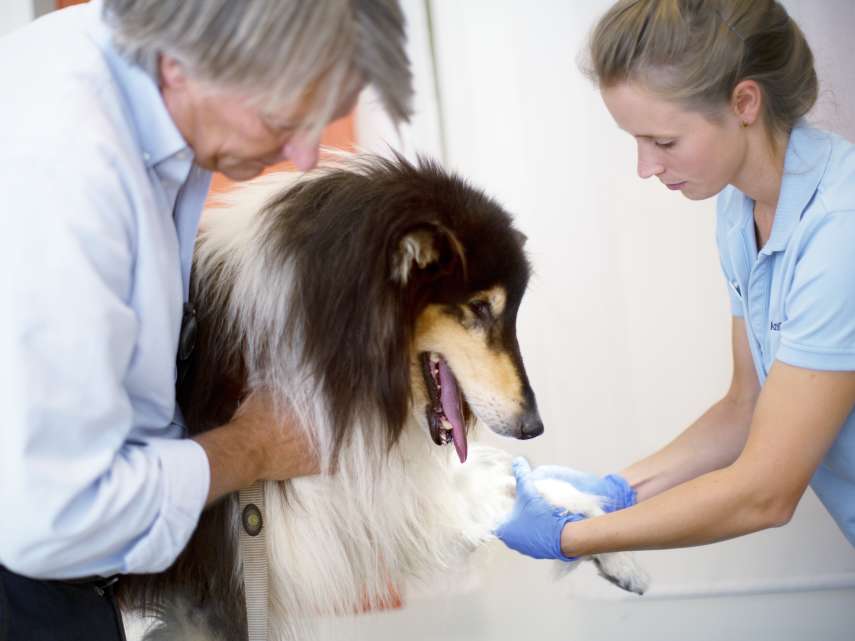 AniCura Kleintierklinik Babenhausen GmbH | 24h Notdienst