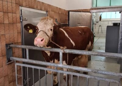 Kuh Zentrum Babenhausen, Tierarztpraxis für Kühe und Rinder, Dres. Querengässer
