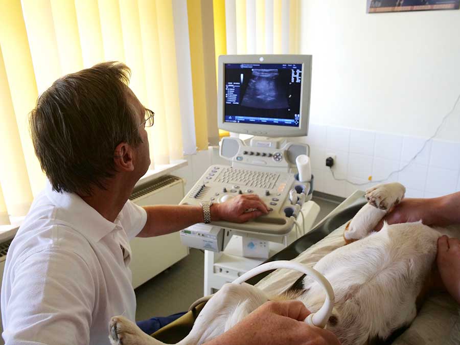 Tierärztliche Praxis Dr. med. vet. Martin Rammensee