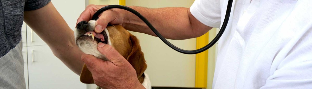 Tierärztliche Praxis Dr. med. vet. Martin Rammensee
