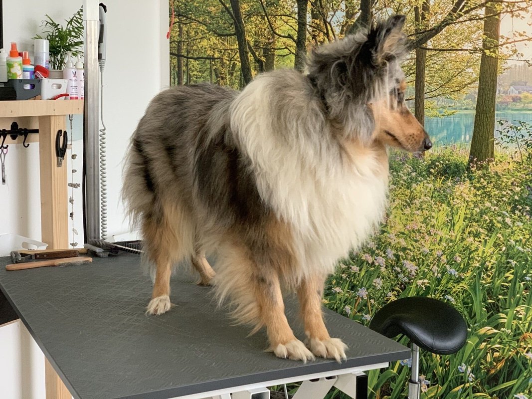 Tierarztpraxis Heidingsfeld Dennis Hahn (vormals Tierklinik Dr. Schneidemann)