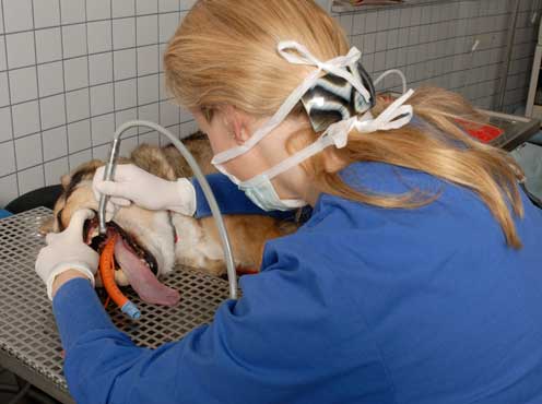 Tierarztpraxis Dr. vet. med. Jonas Steinel