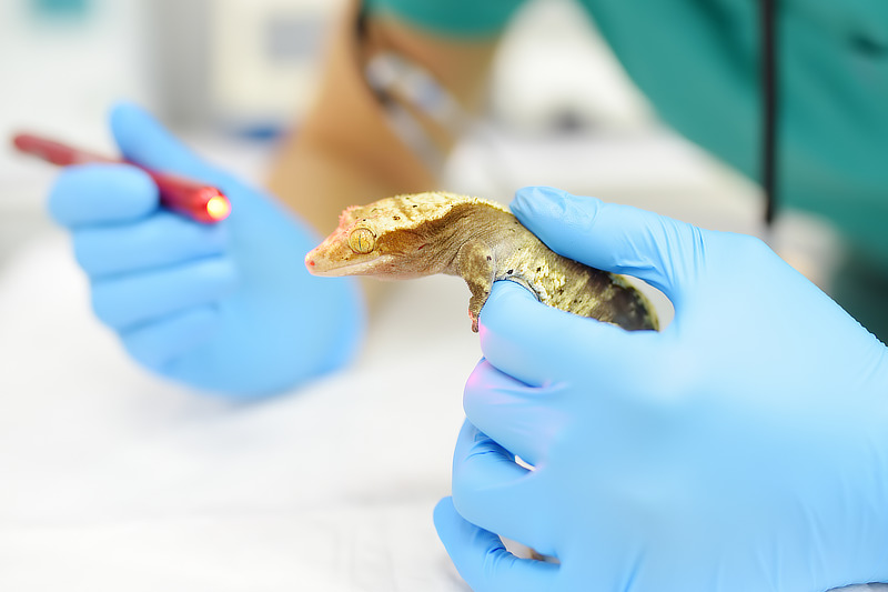 Tierarztpraxis für Kleintiere und Reptilien