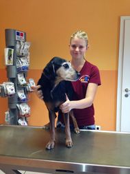 Dr.med.vet. Sabine Sinowatz Tierärztin