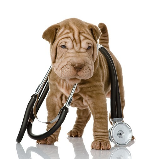 Dr.med.vet. Jürgen Schwarz Tierarzt