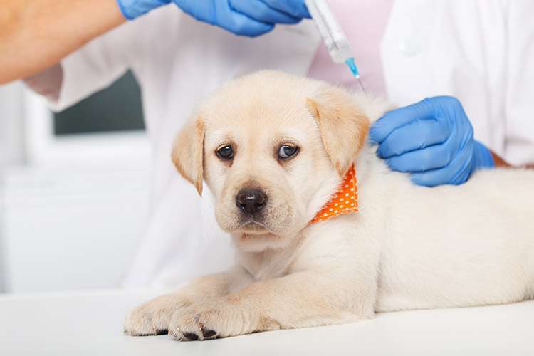 Tierärztliche Gemeinschaftspraxis Dr. Schmidt / Korsawe-Kiemer