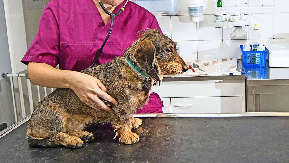 Tierklinik Lautertal