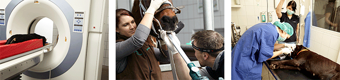 Dr.med.vet. Wolfgang Schill Tierärztliche Klinik