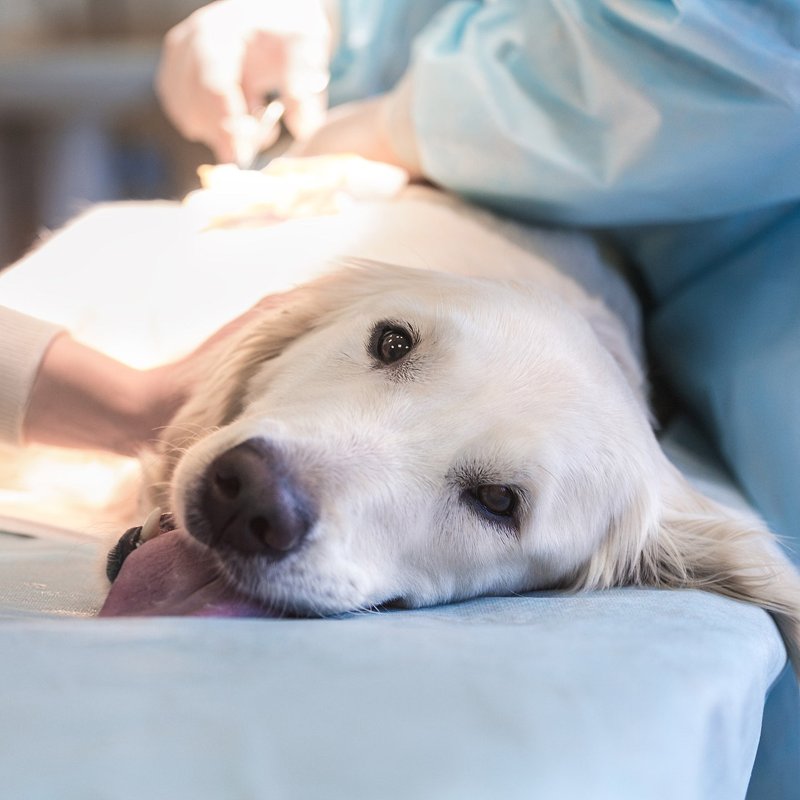 Tierärztliche Klinik Für Kleintiere